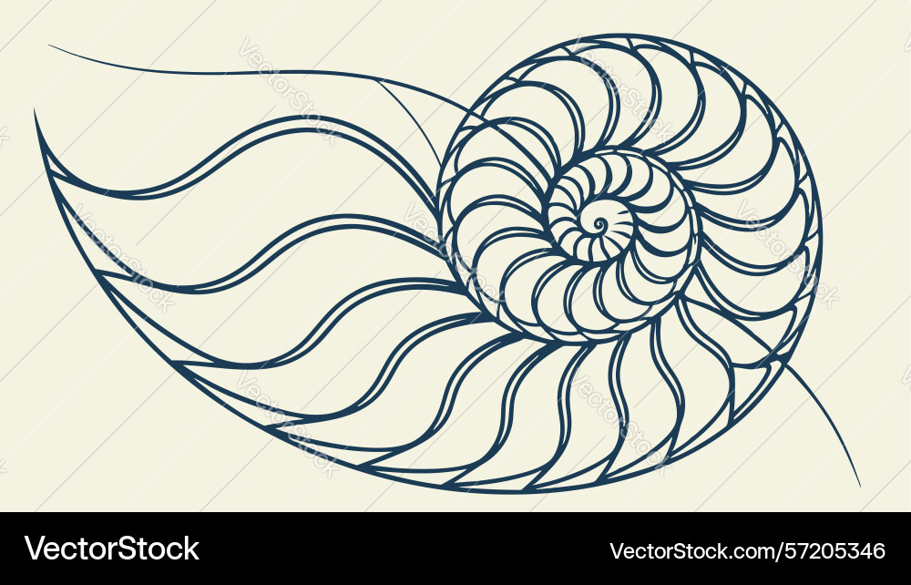 Elegant spiral shell with flowing contour lines vector image