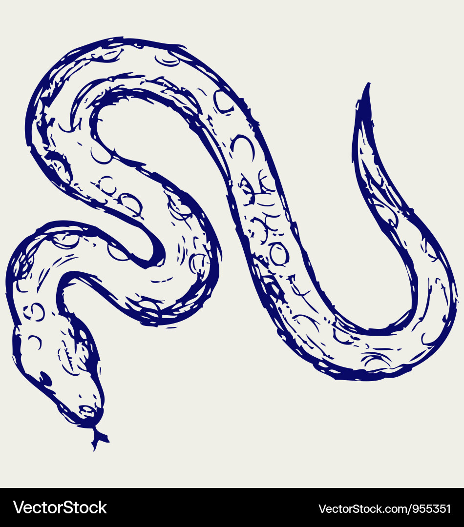 Detailed Snake Sketch Vector Image