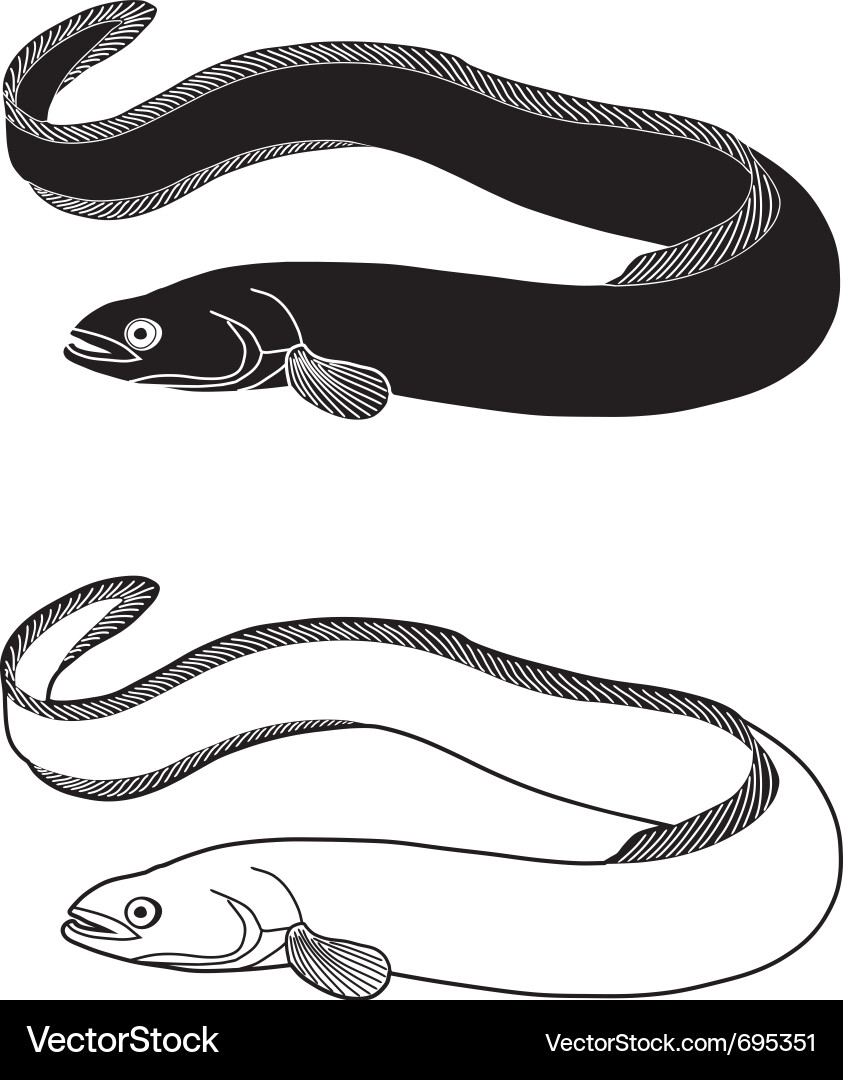 Elegante Eel Portrait Vektorbild