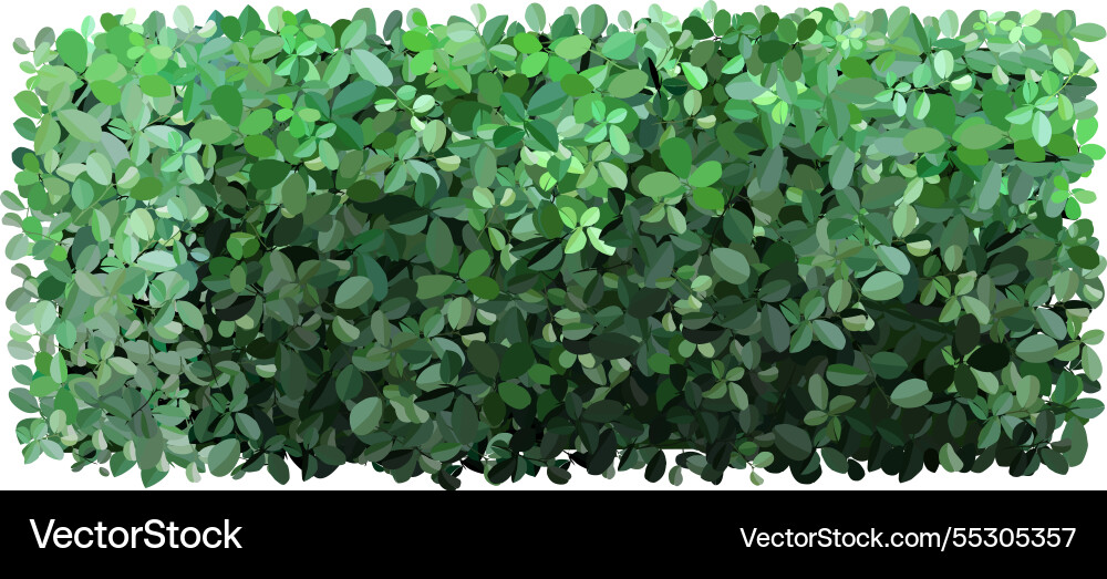Dense green foliage forms a natural hedge Dense green foliage forms a natural hedge vector image