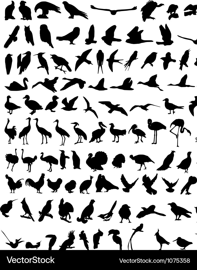 Hundred Bird Silhouettes vector image