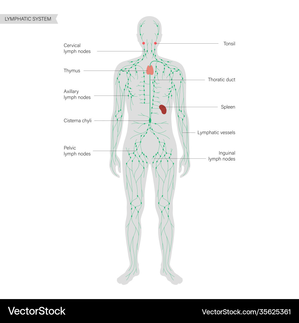 Lymphatic system concept Royalty Free Vector Image