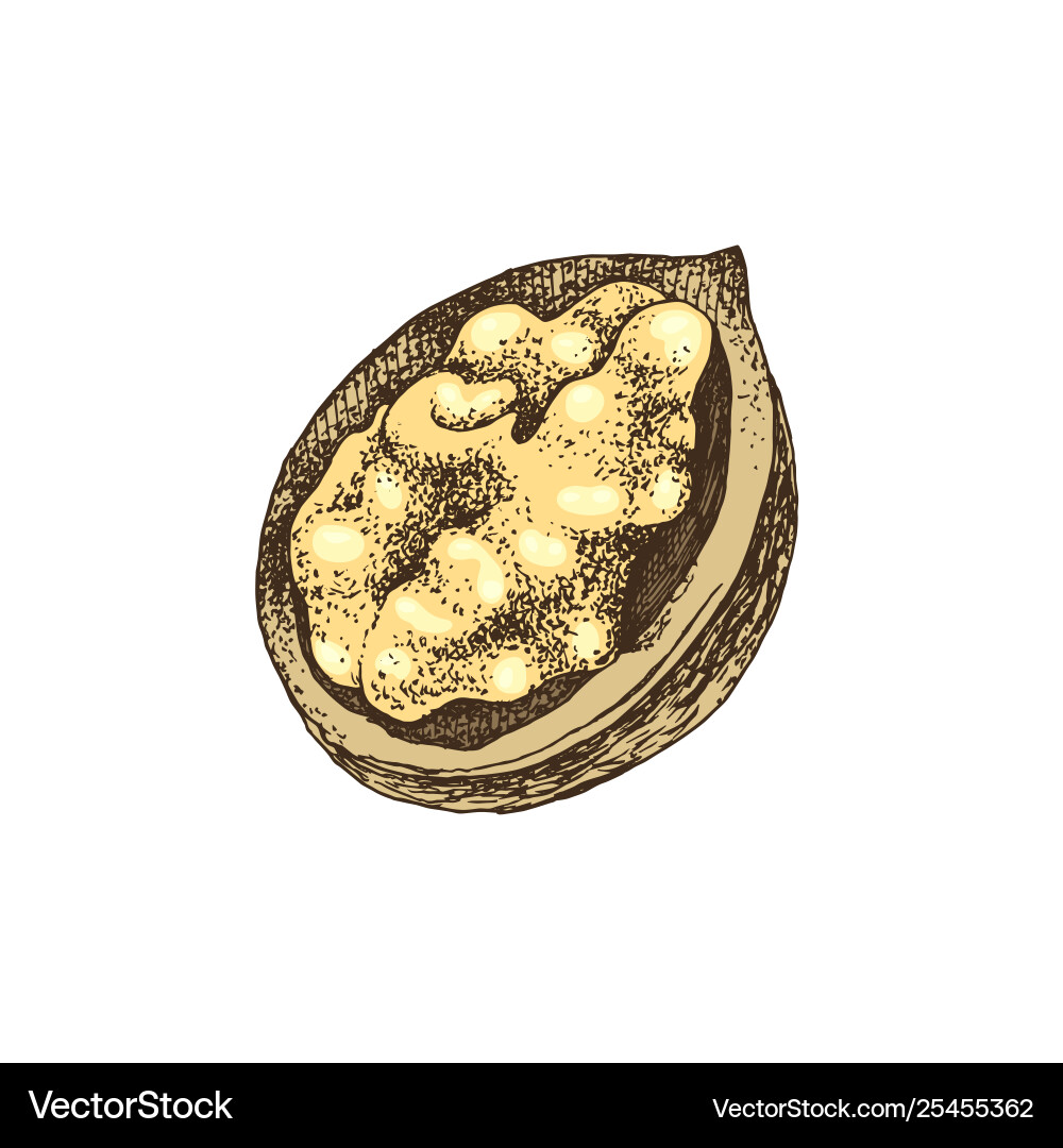 Hand drawn walnut kernel in broken shell Vector Image