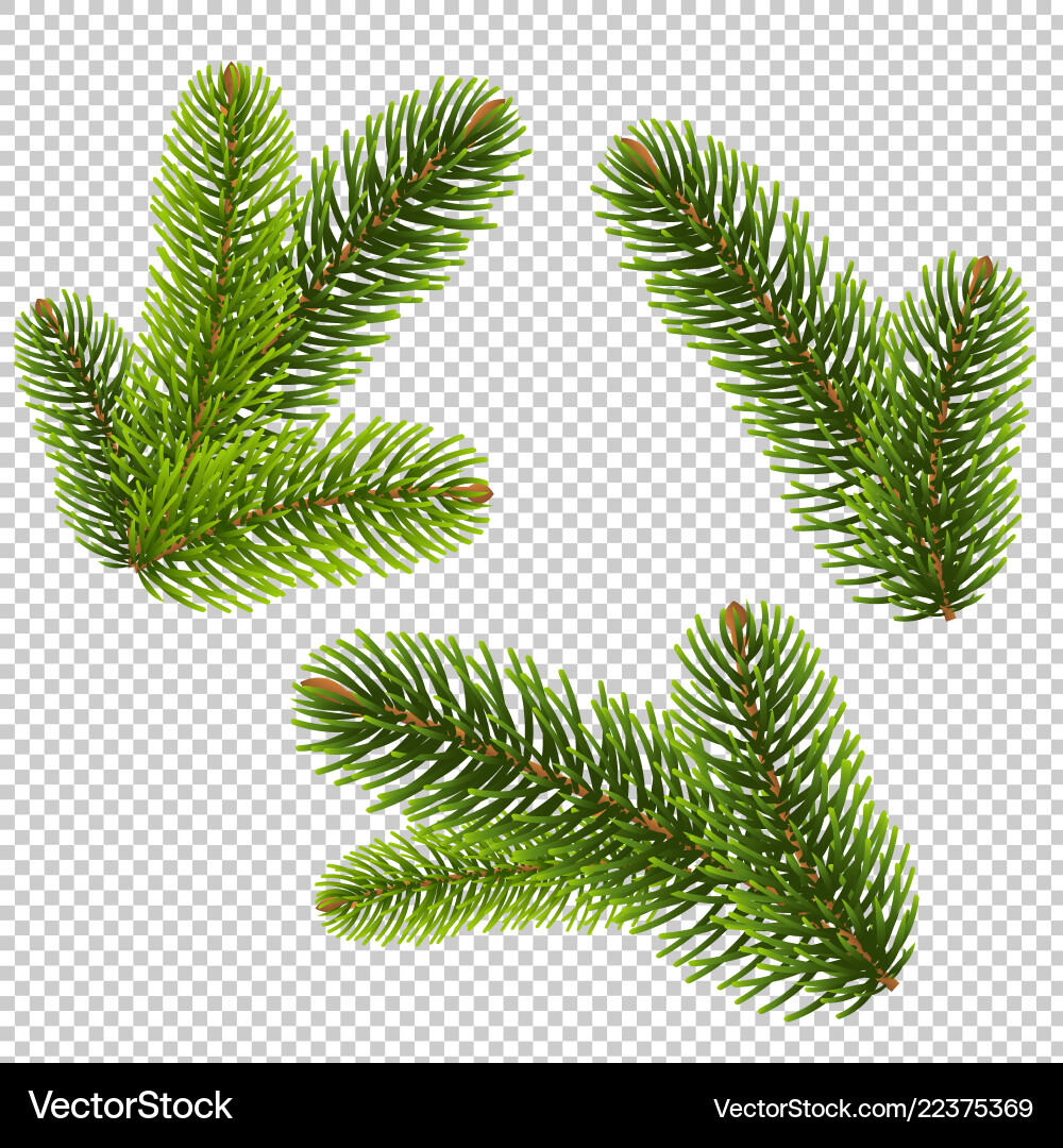 Isolated Fir Tree vector image