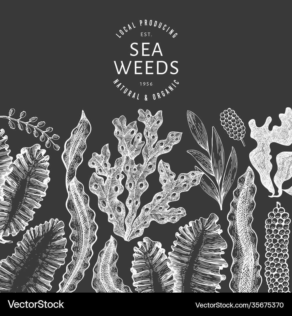 Seaweed design template hand drawn seaweeds Vector Image