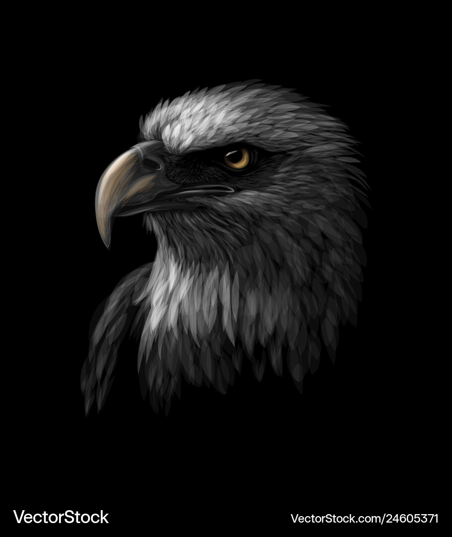 Portrait of a head bald eagle on black Portrait of a head bald eagle on black vector image