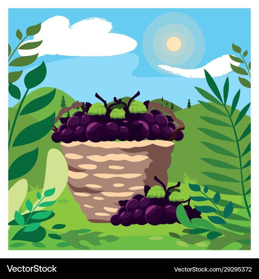 Grapes with branch in wicker basket on background Grapes with branch in wicker basket on background Vector Image
