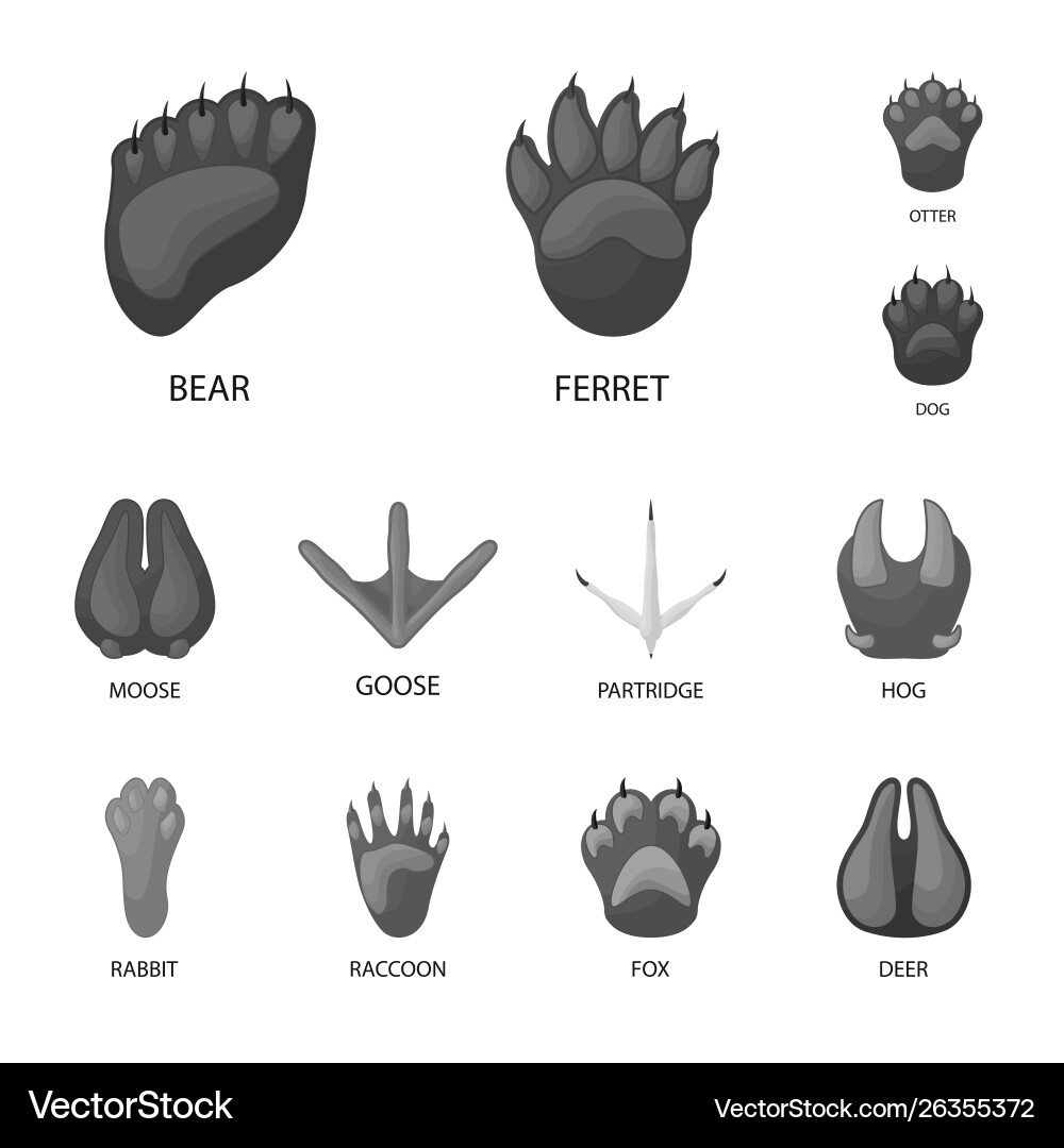 Isolated object wildlife and trace icon Vector Image