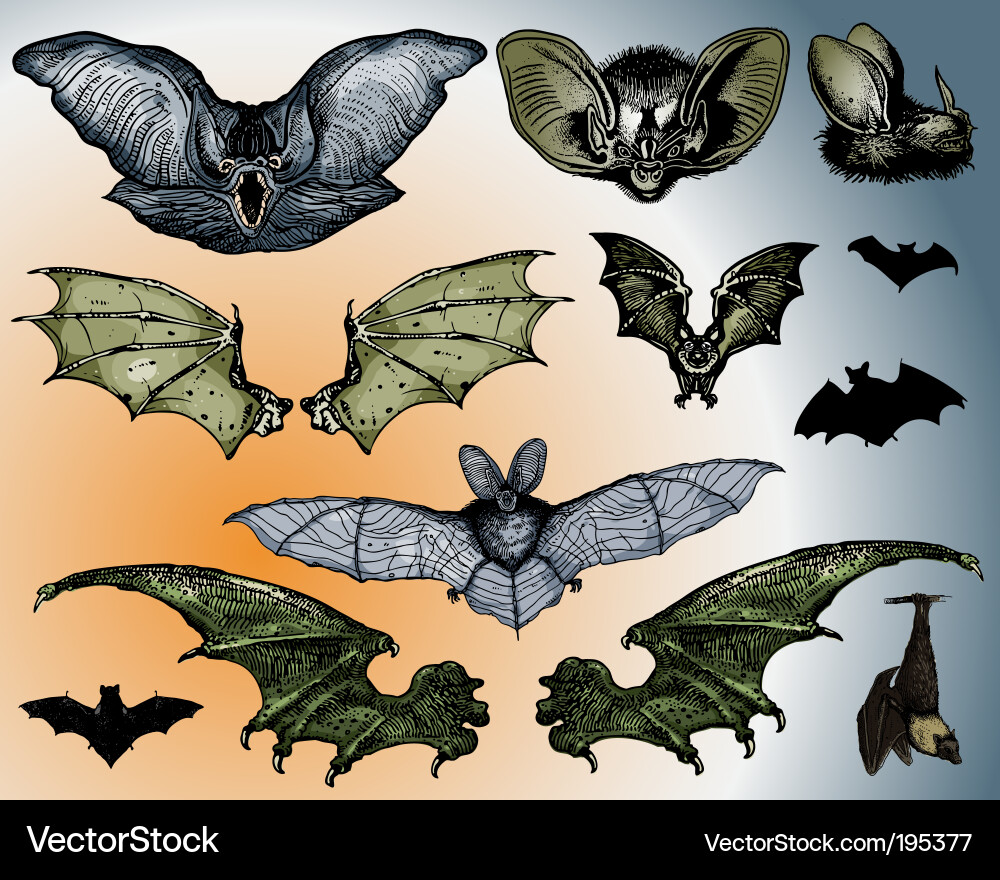 Bat Wings - Spooky Illustration vector image