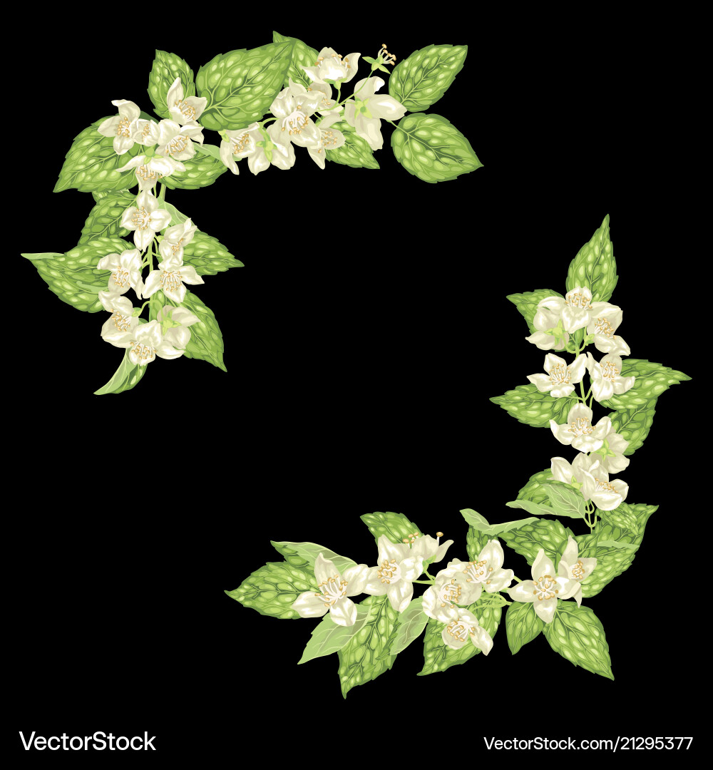 Decor element for frame with jasmine branches Decor element for frame with jasmine branches Vector Image
