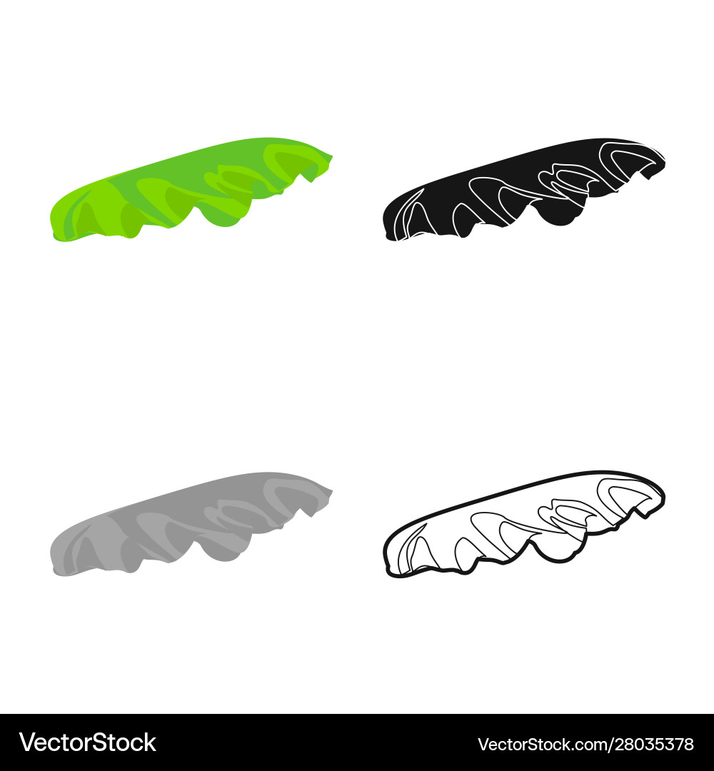 Isolated object lettuce and leaf icon web Vector Image