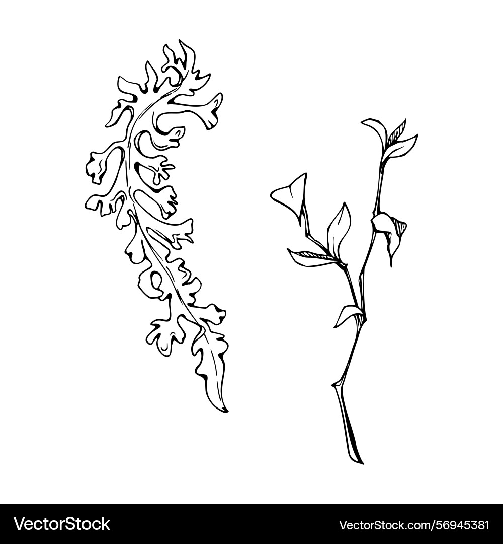 Foliose reindeer lichen segment branch twig Vector Image