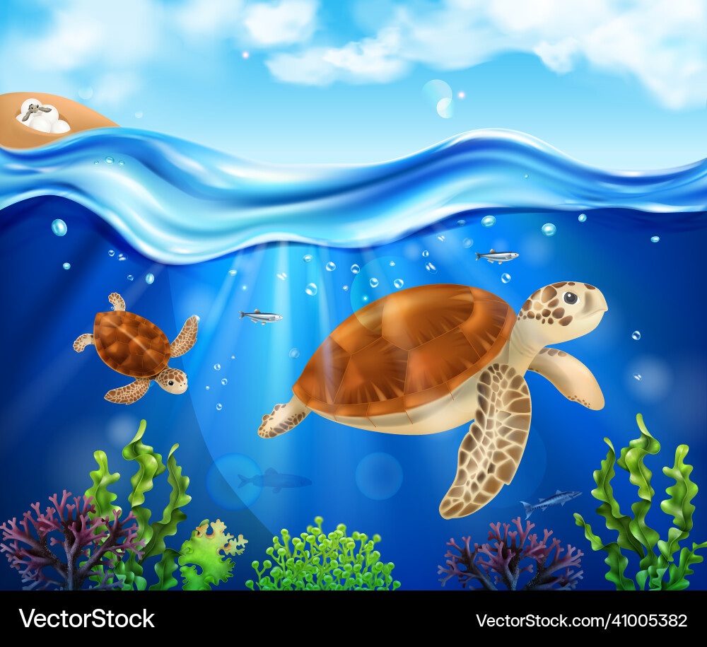 Turtle life cycle background Royalty Free Vector Image