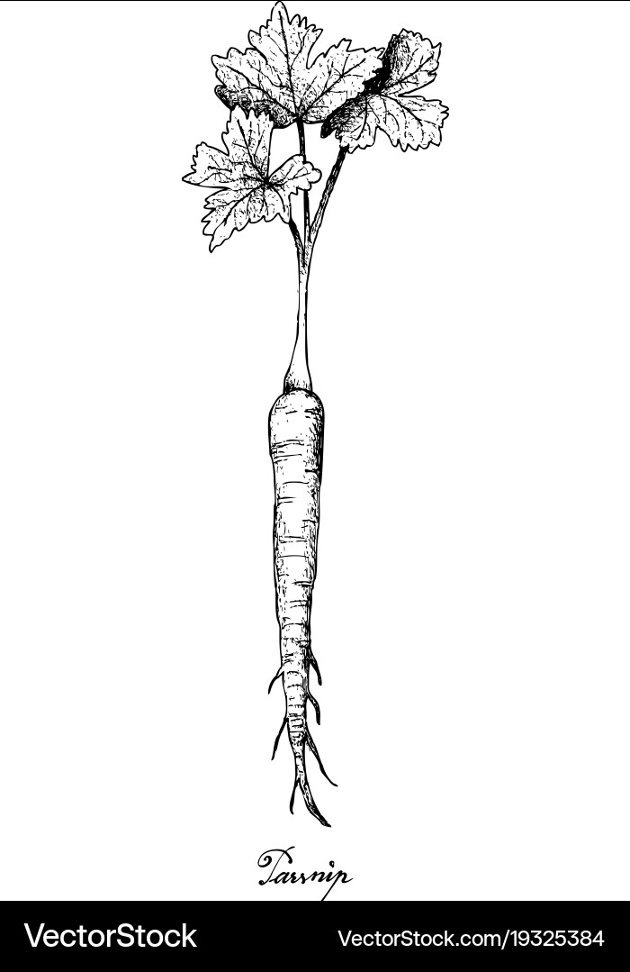 Hand drawn of parsnip on white background Vector Image