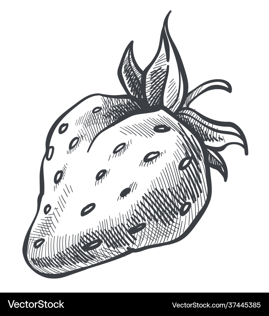 Strawberry ripe berry with leaf harvested food Strawberry ripe berry with leaf harvested food vector image