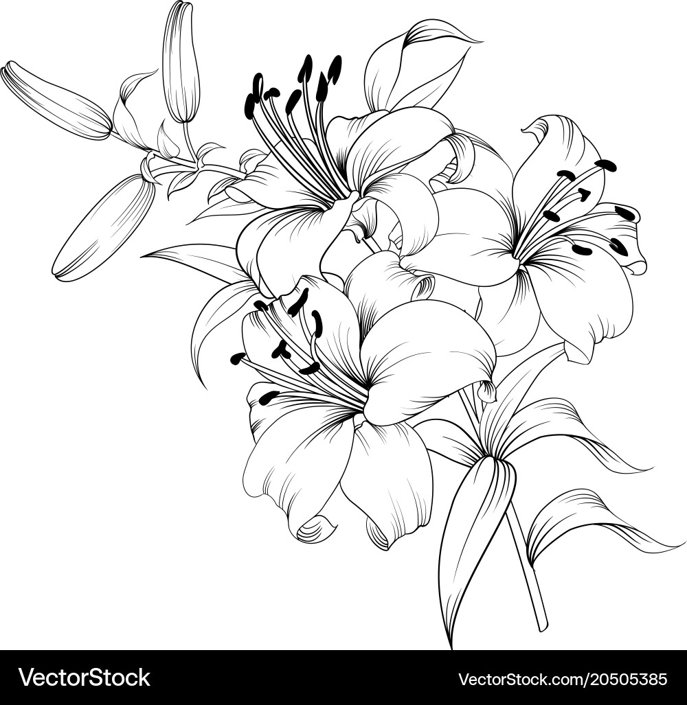 White lily flower Royalty Free Vector Image - VectorStock