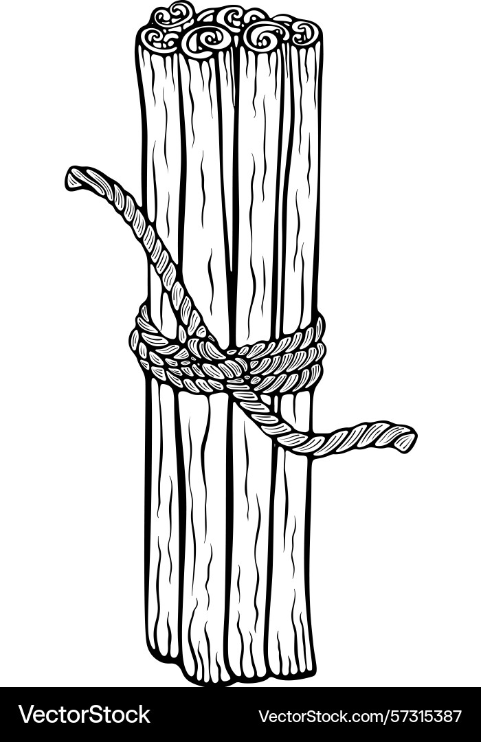Cinnamon sticks tied with string line art Vector Image