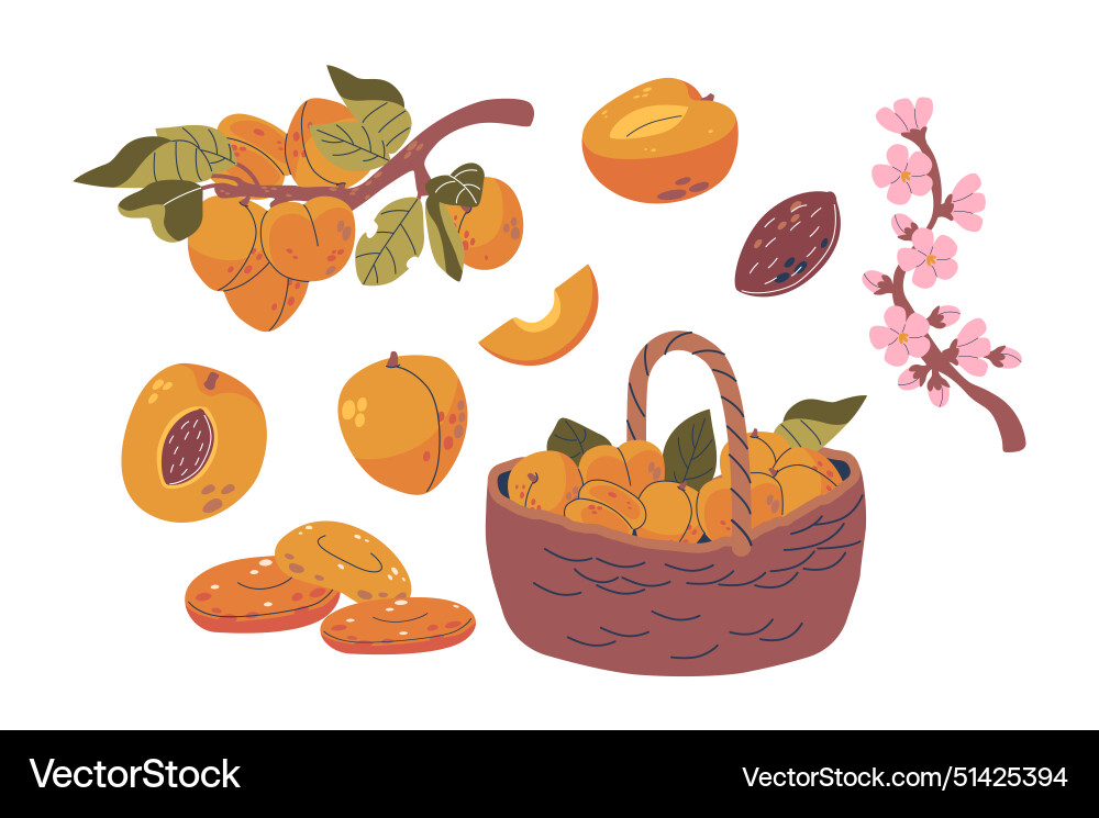 Colorful set of apricots including branch Colorful set of apricots including branch vector image