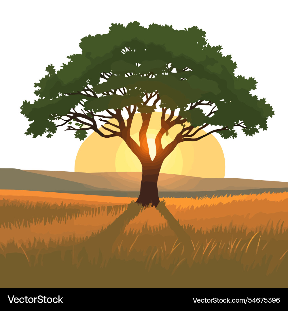 A tree in field with the sun setting behind A tree in field with the sun setting behind vector image