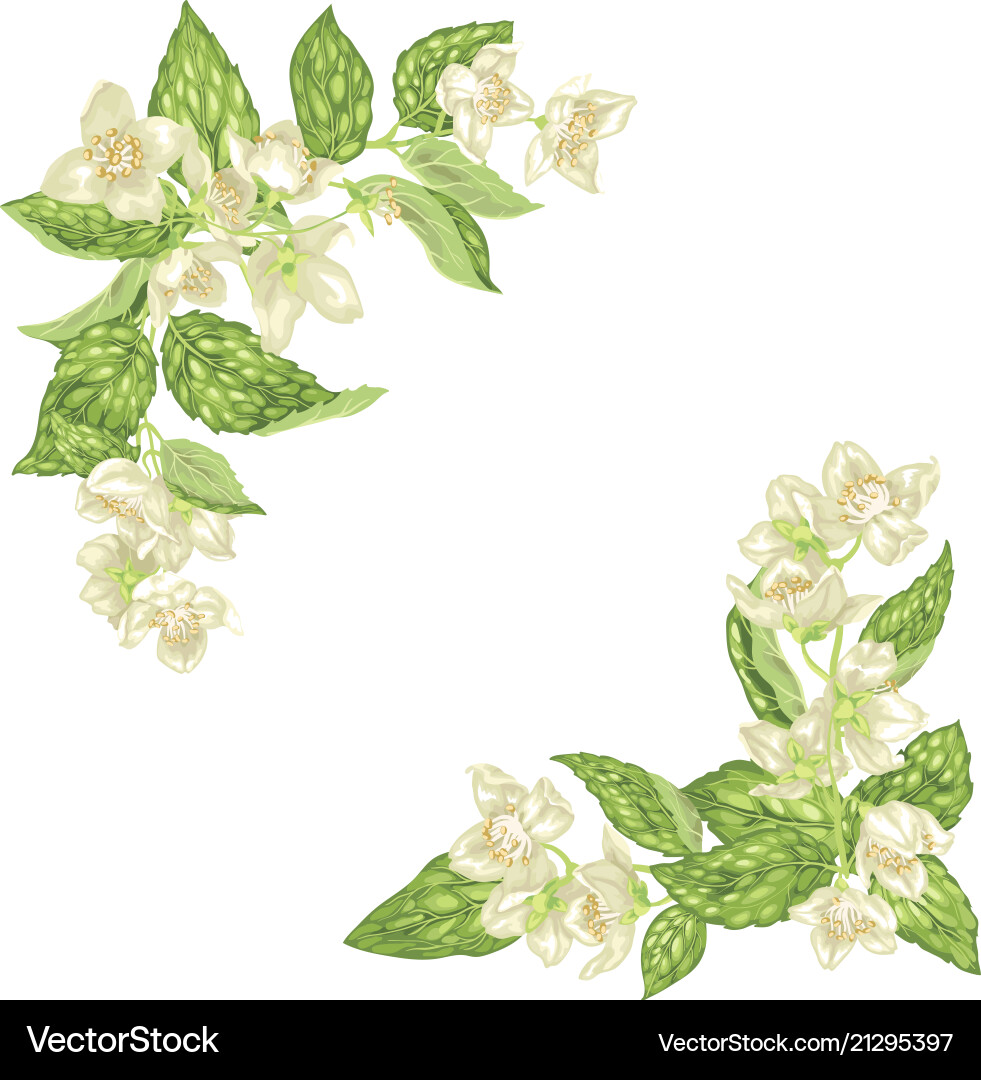 Decor element for frame with jasmine branches Vector Image