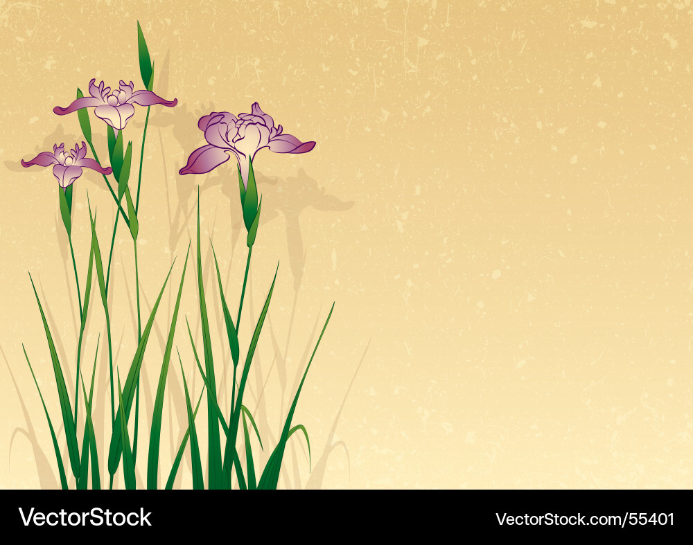 Elegant Iris Background Vector Image