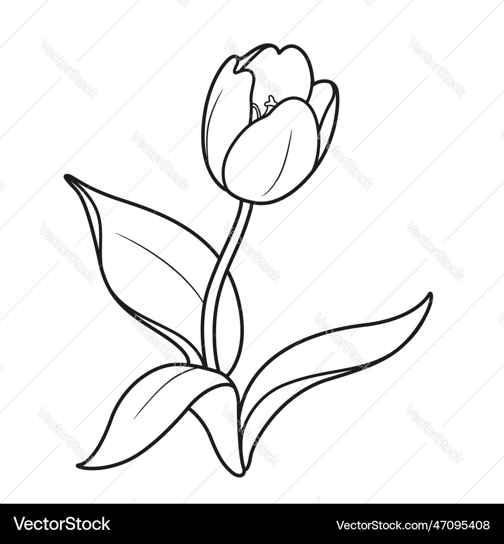 Blossoming tulip flower linear drawing isolated Blossoming tulip flower linear drawing isolated vector image