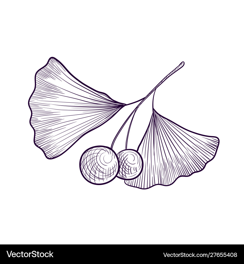 Drawing branch ginkgo tree Drawing branch ginkgo tree vector image