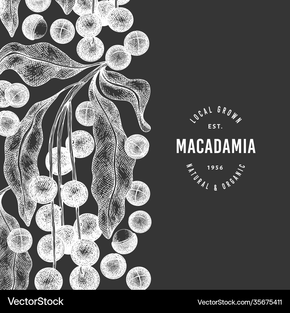 Hand drawn macadamia branch and kernels design Hand drawn macadamia branch and kernels design vector image