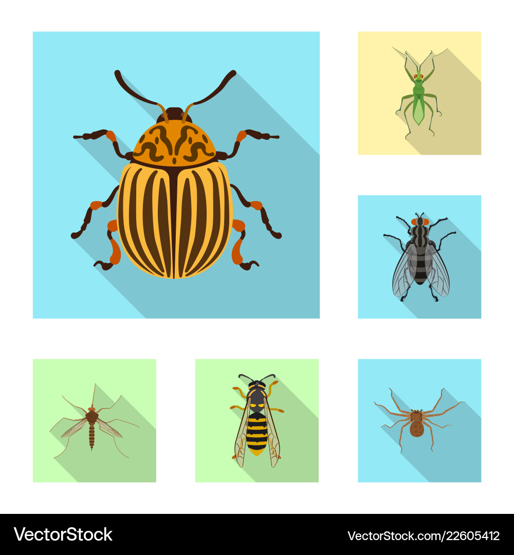 Isolated object of insect and fly symbol Isolated object of insect and fly symbol Vector Image