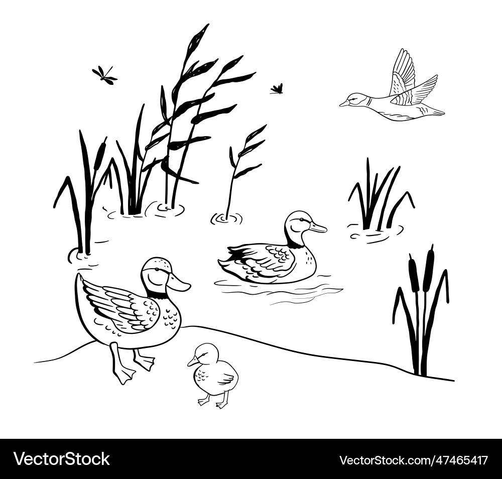 Flying duck floating and duckling vector image