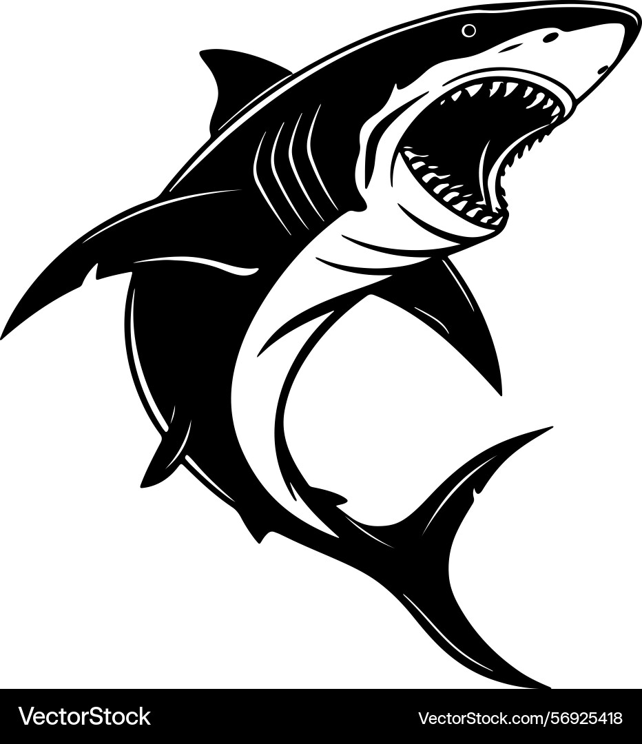 Aggressive shark with open mouth in sharp Vector Image