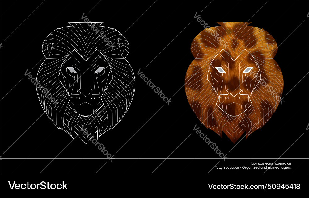 Lion face - detailed of organized Lion face - detailed of organized vector image