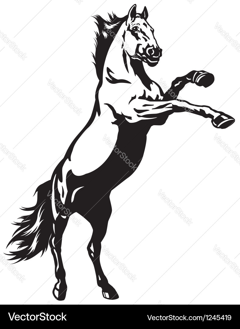 Rearing Mustang Horse vector image