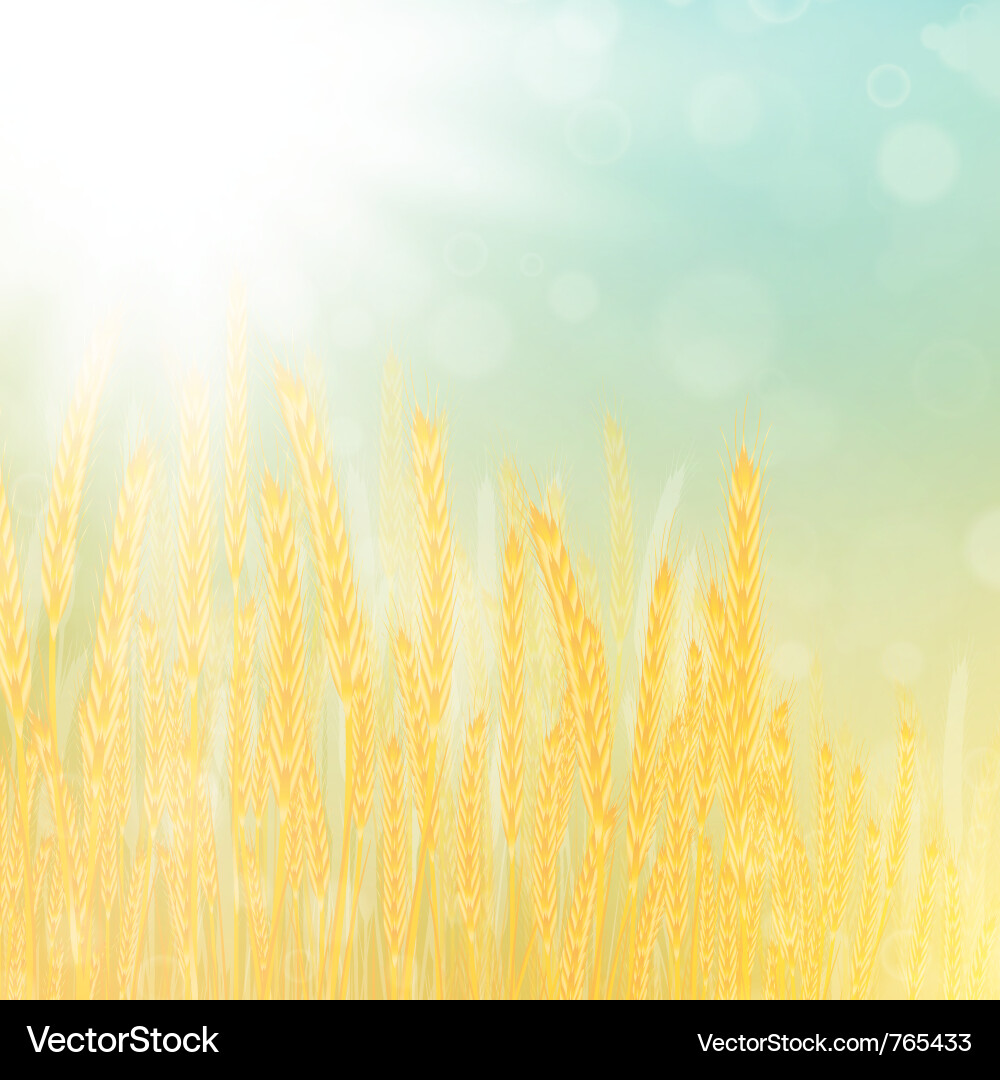 Golden Wheat Field Vector Image