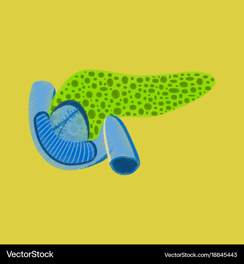 Flat shading style icon duodenum and pancreas Vector Image