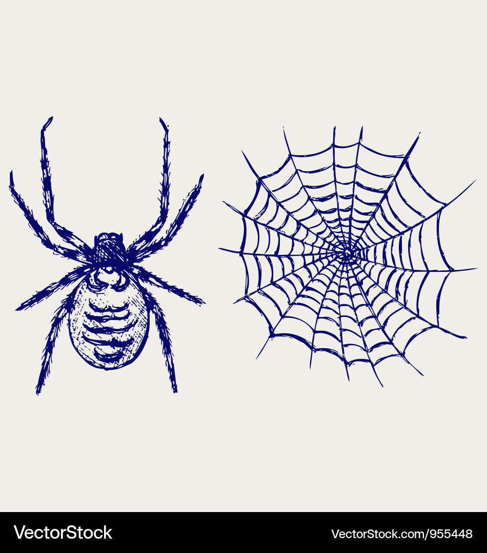 Spider and Cobweb Sketch vector image