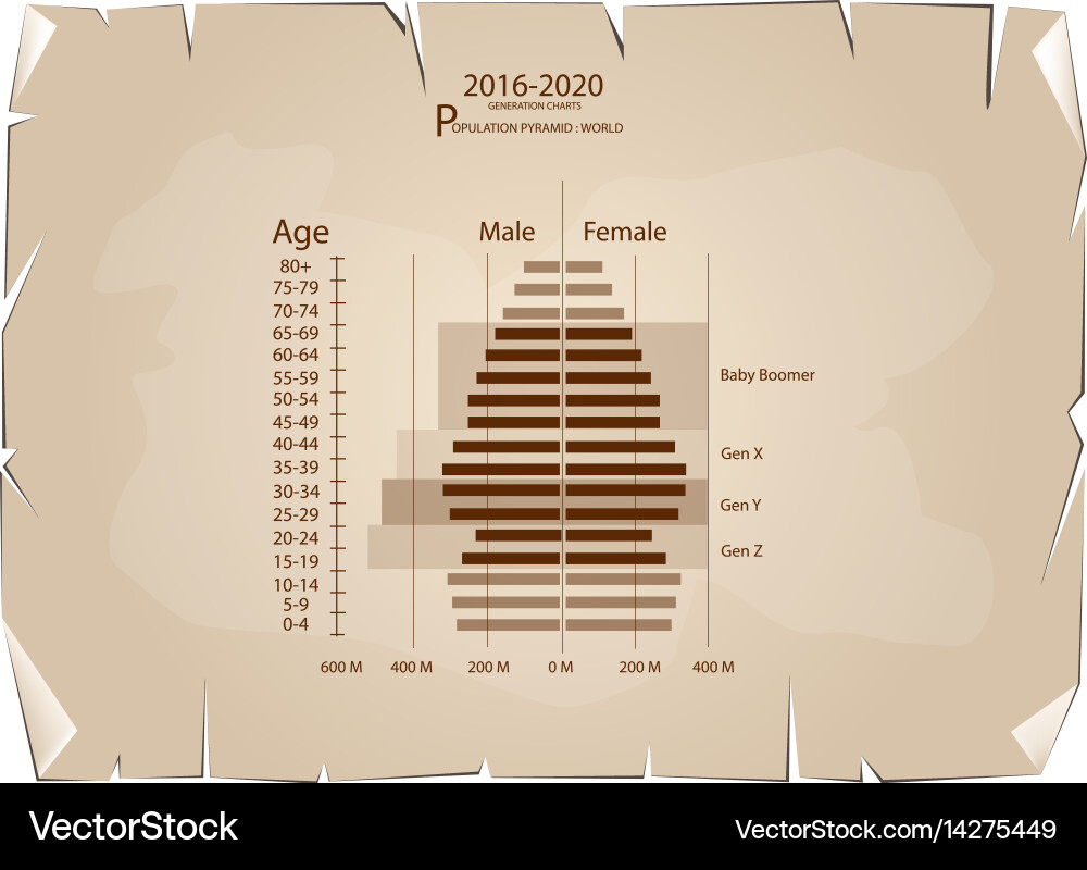 2016-2020 population pyramids graphs with 4 genera Vector Image