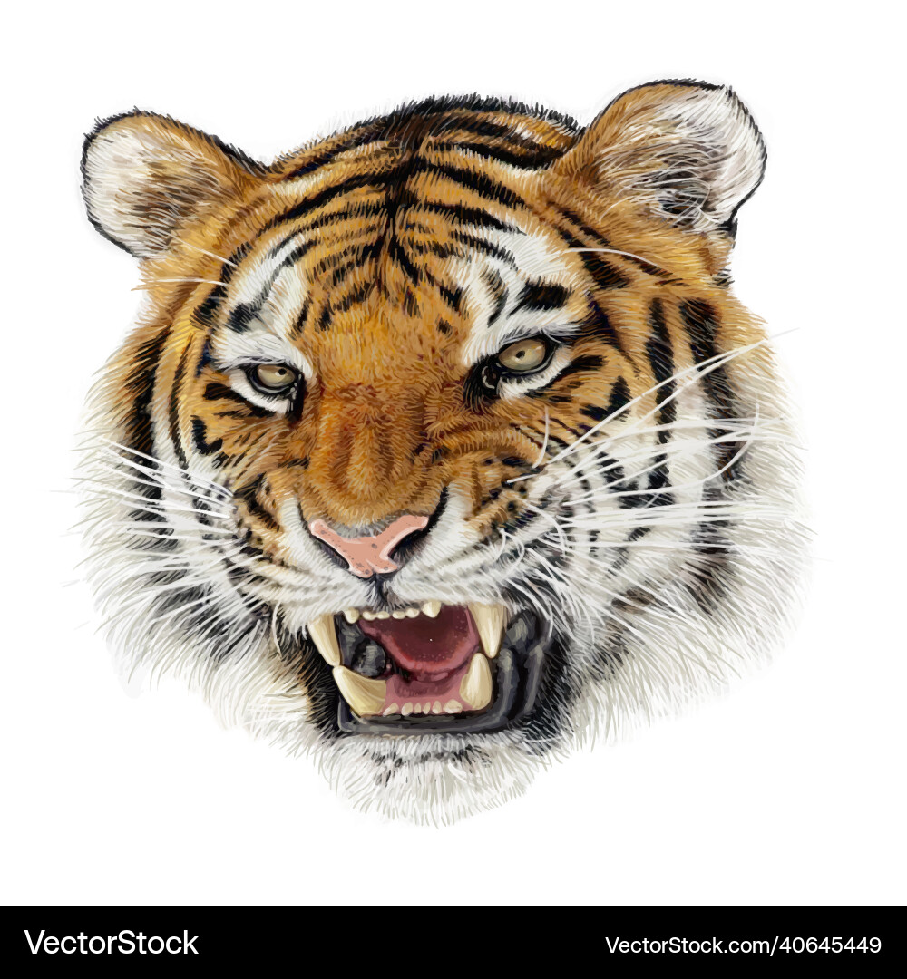 Angry Tiger Head Portrait Vector Image