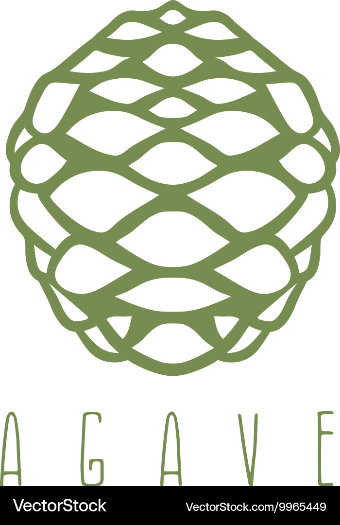 Design template of the agave root Vector Image