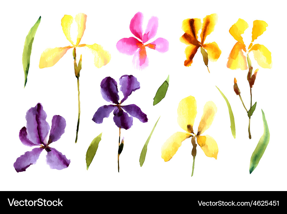 Iris watercolor can be used as greeting card Vector Image