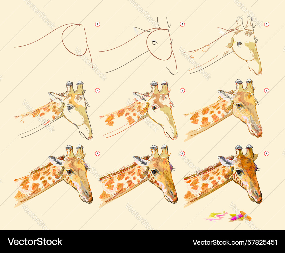 Page shows how to learn draw from life sketch Vector Image