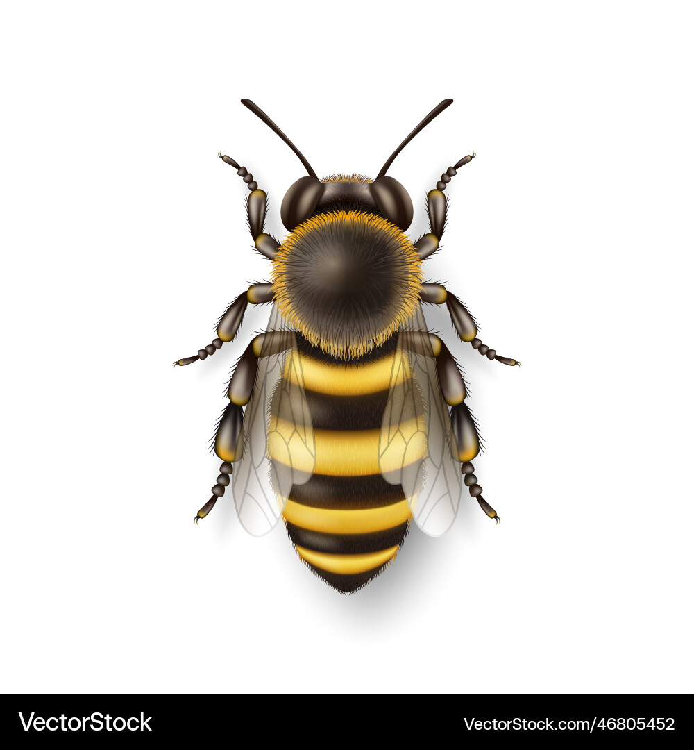 3d realistic detailed honey bee icon 3d realistic detailed honey bee icon vector image