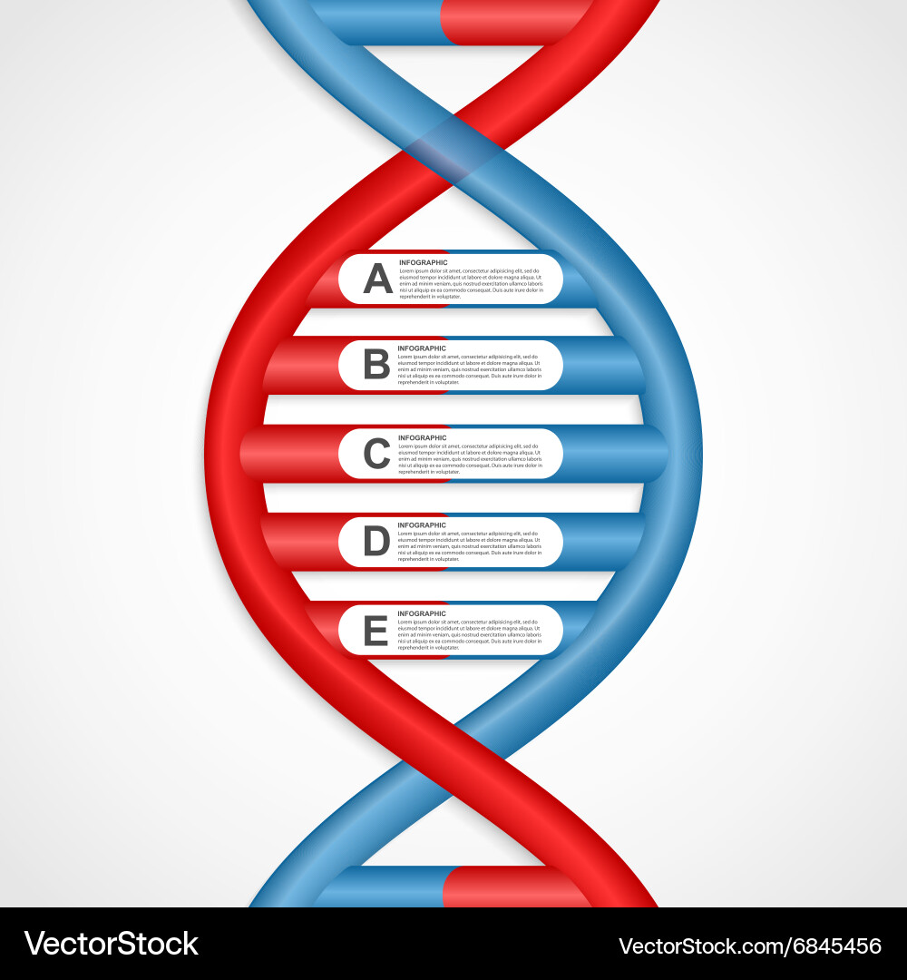 Infographics in the dna helix form design element Vector Image