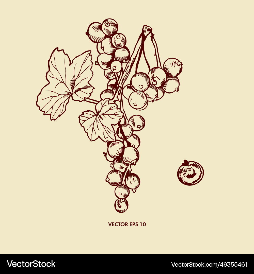 Redcurrant twig and leaves of currant Vector Image