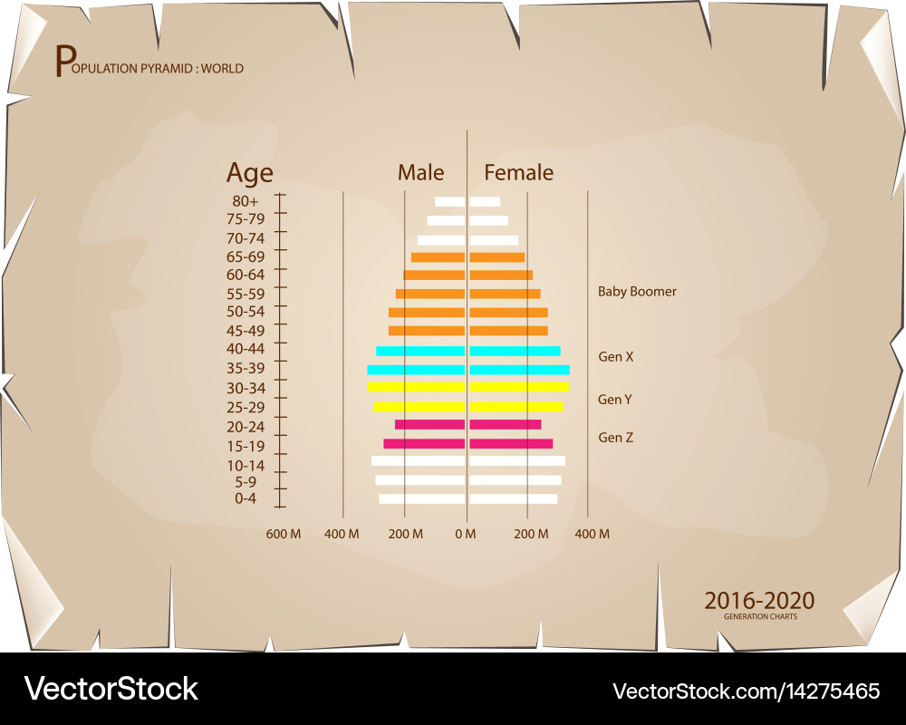 2016-2020 population pyramids graphs with 4 genera Vector Image