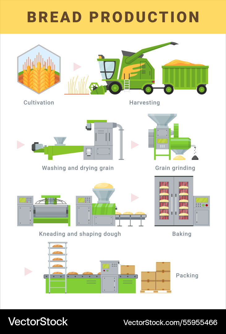 Bread Maker Process Bread production process steps infographic scheme Vector Image