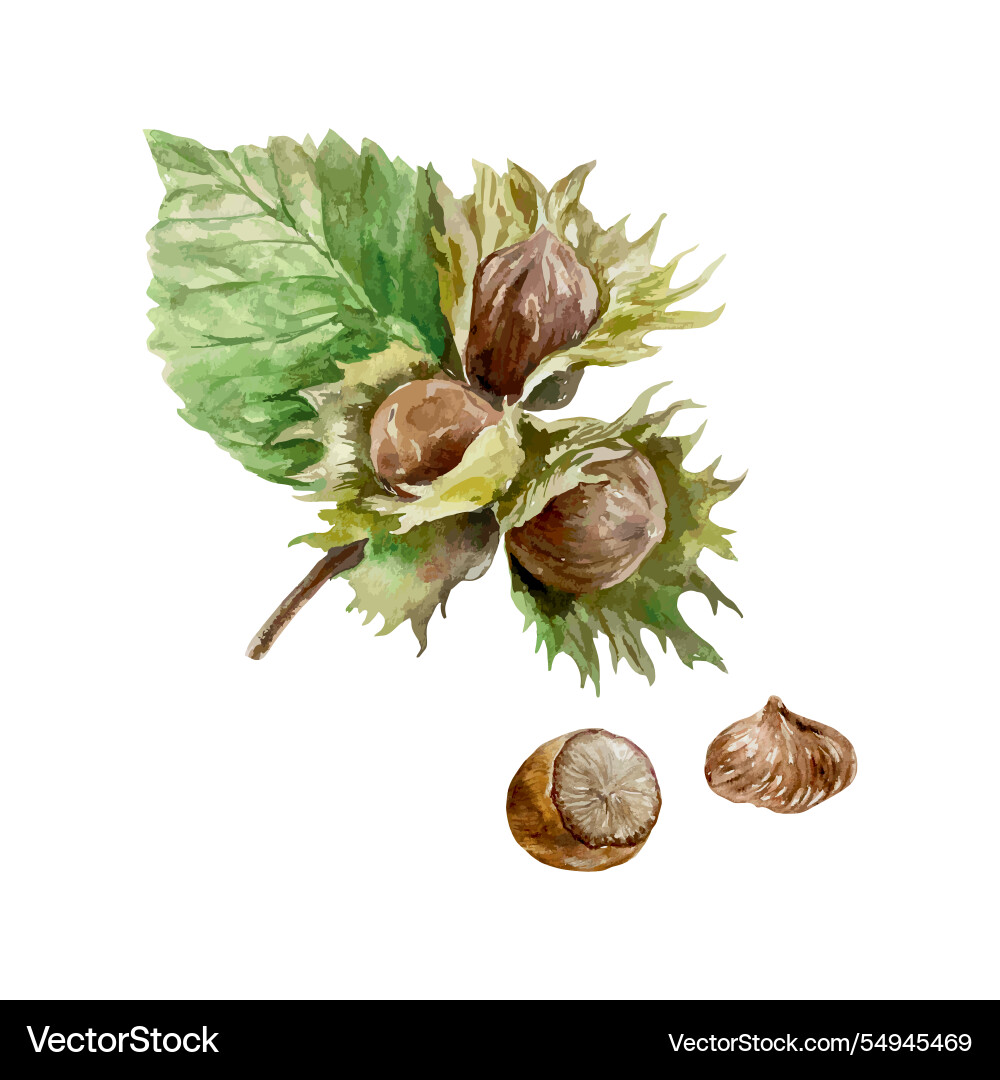 Hazelnut on a branch and fruit in shell Hazelnut on a branch and fruit in shell Vector Image