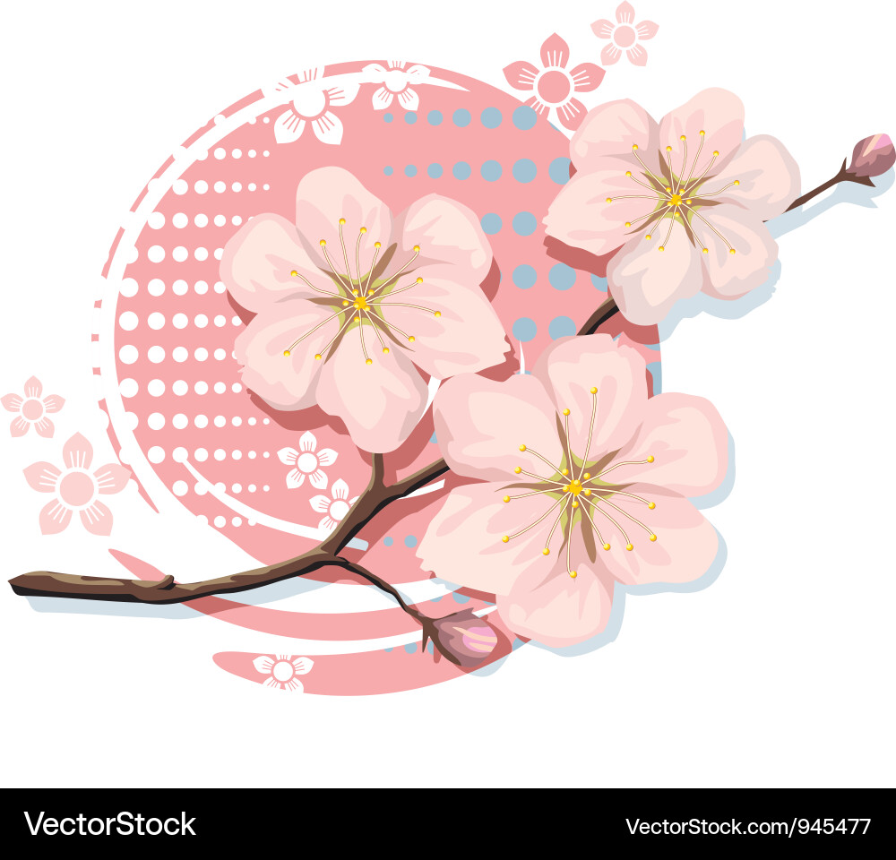 Sakura Blossom Vector Image