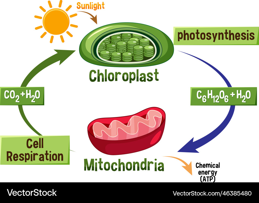 Photosynthesis And Cellular Respiration Diagram Vector Image photosynthesis-and-cellular-respiration-diagram-vector-image