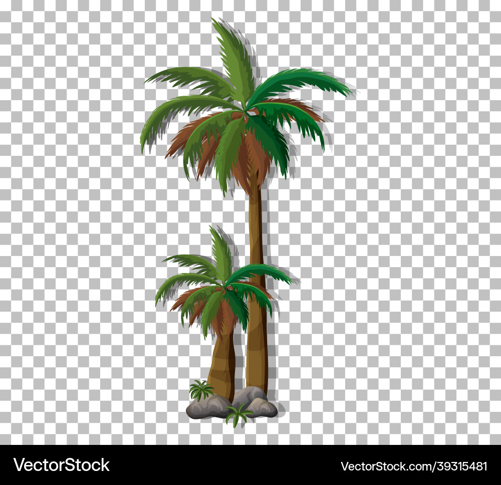 Palm tree on transparent background Palm tree on transparent background vector image